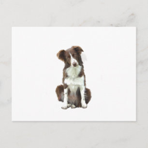 Border Collie (B) - brown and white Postcard