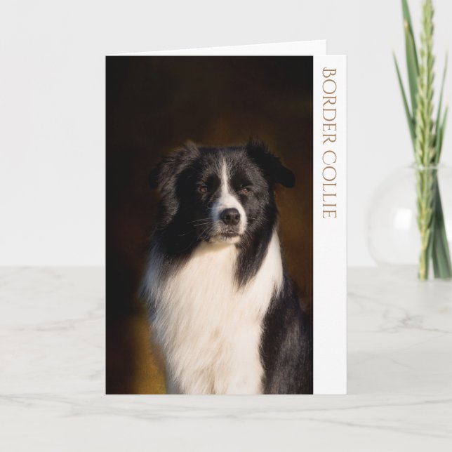 Border Collie Blank Greeting Card (Front)