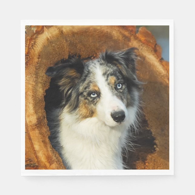 Border Collie Blue Merle Dog Head Photo Pet on - Napkin (Front)