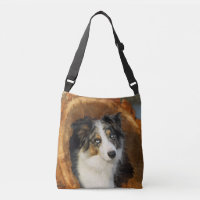 Border Collie Blue Merle Dog Photo - on