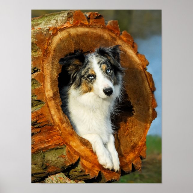 Border Collie Blue Merle Dog Portrait Photo - Poster (Front)