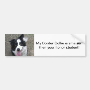Border Collie Bumper sticke Sticker