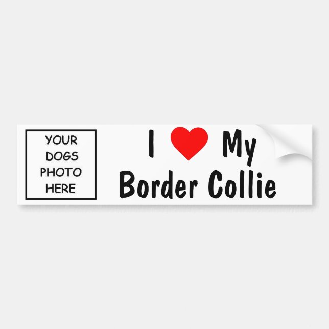 Border Collie Bumper Sticker (Front)