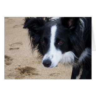 Border Collie Card