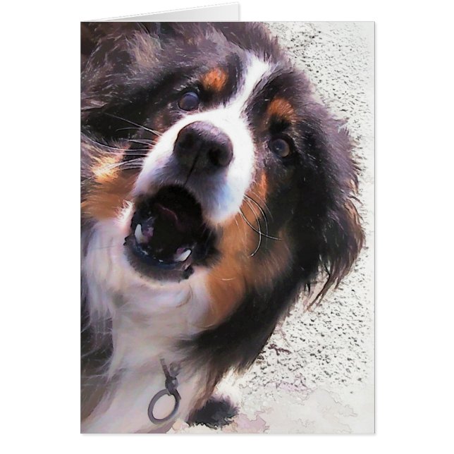 BORDER COLLIE Card (Front)