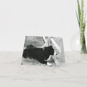 Border Collie Card