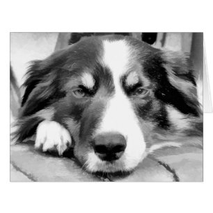 BORDER COLLIE card