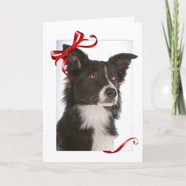 Border Collie Christmas Cards (Front)