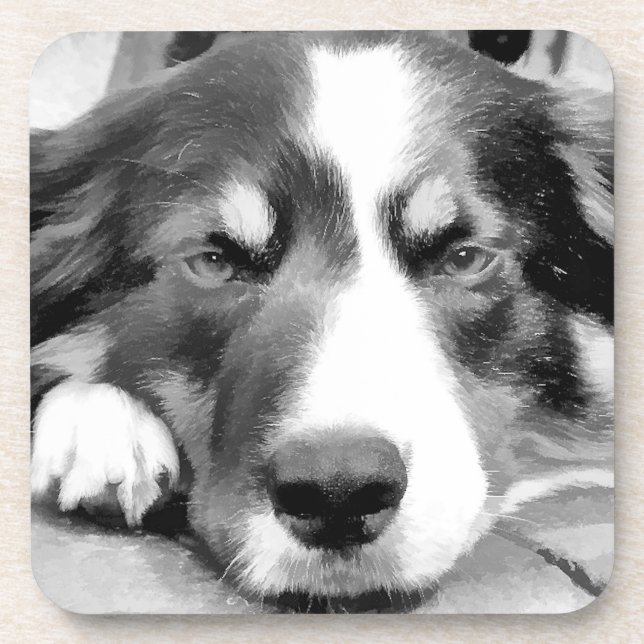 BORDER COLLIE COASTER (Front)