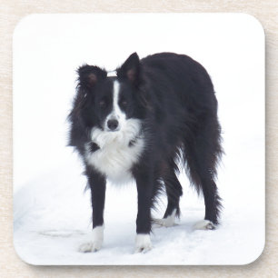 Border Collie Coaster