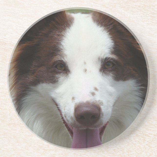Border Collie Coasters (Front)