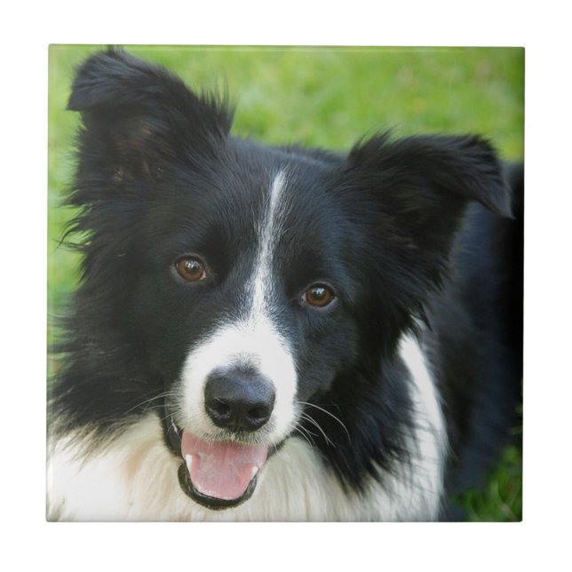 Border Collie Dog Add Text Pet Tile (Front)