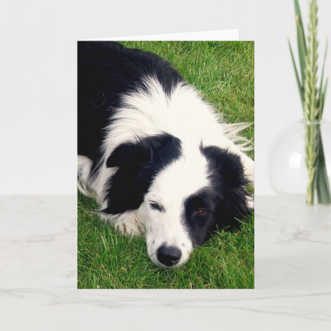 Border Collie - Dog card (Front)