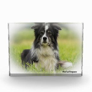 Border Collie Dog Photo Block