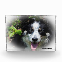 Border Collie Dog