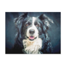 Border Collie Dog Portrait
