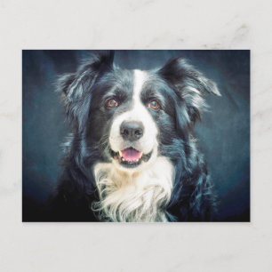 Border Collie Dog Portrait Postcard