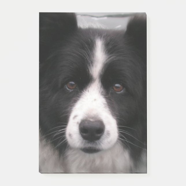 Border Collie Dog Post-it Notes (Front)