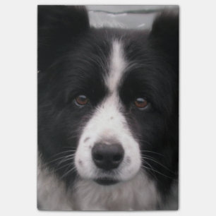 Border Collie Dog Post-it Notes