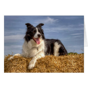 Border Collie Dog Resting on Hay Bale in Summer