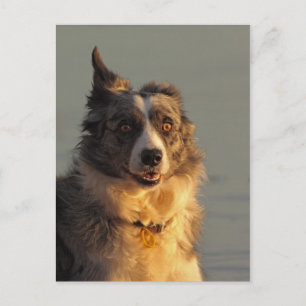 Border Collie Dog Running Postcard