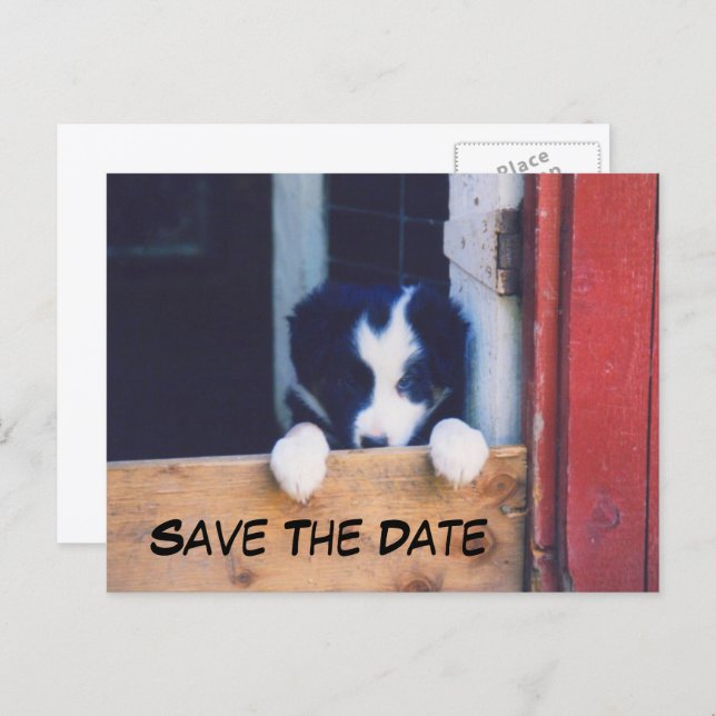 Border Collie Dog Save The Date Announcement Postcard (Front/Back)