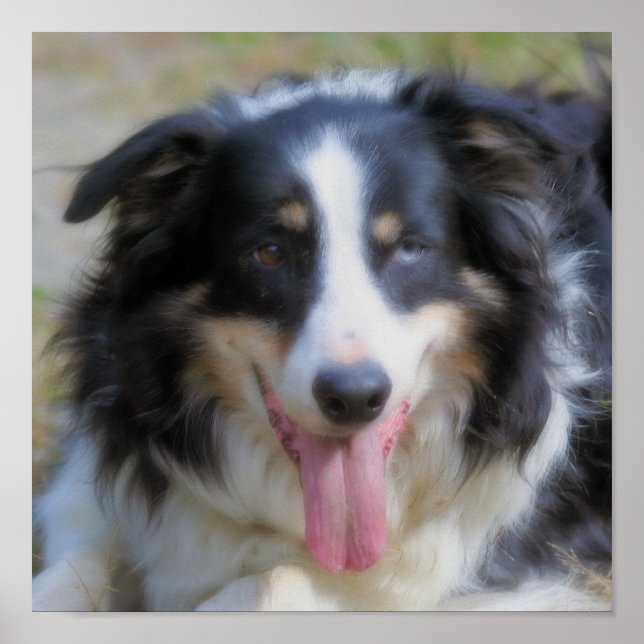 Border Collie Face Square Poster (Front)