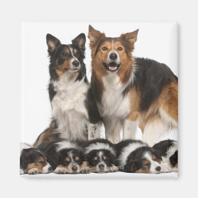 Border collie family magnet (Front)