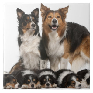 Border collie family tile