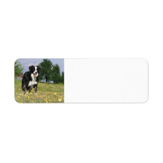 border collie full 3.png