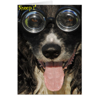 Border Collie Funny Card
