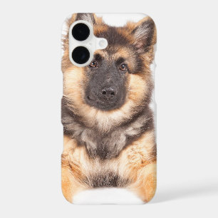 Border Collie German Shepherd Mix