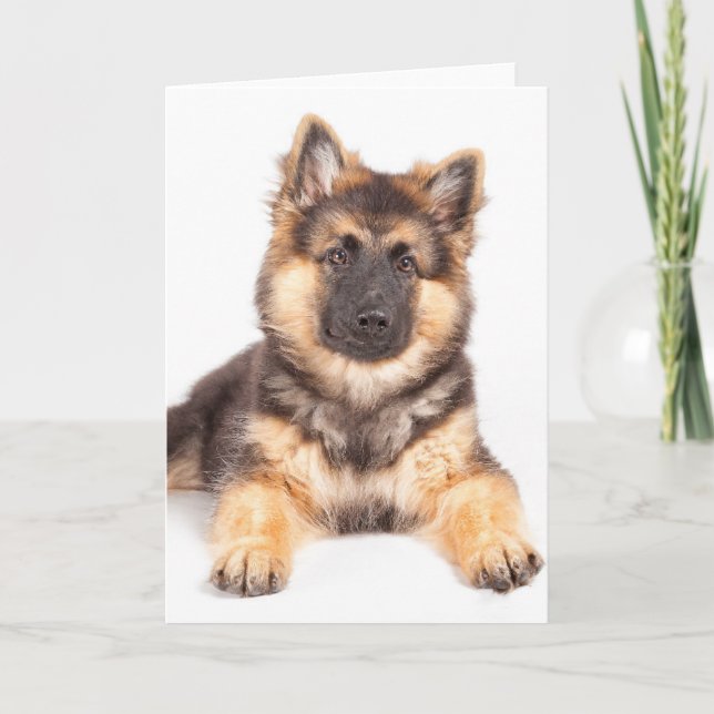 Border Collie German Shepherd Mix Card (Front)