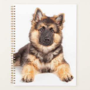 Border Collie German Shepherd Mix Planner