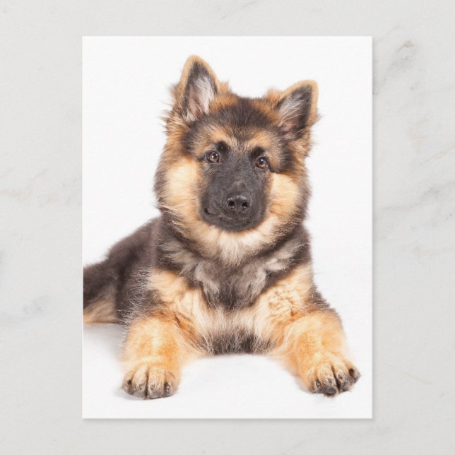 Border Collie German Shepherd Mix Postcard (Front)