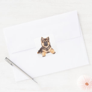 Border Collie German Shepherd Mix Square Sticker