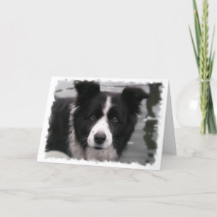 Border Collie Greeting Card
