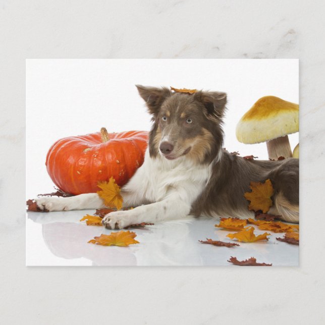 Border Collie haloween Postcard (Front)