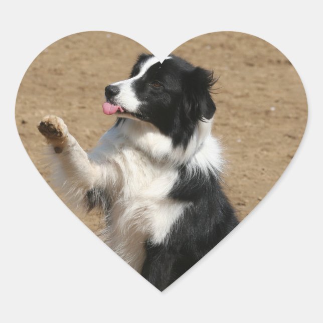 border collie heart sticker (Front)