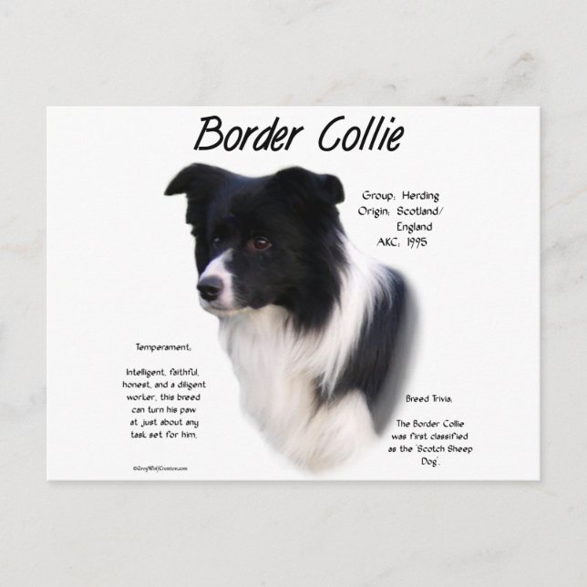 Border Collie History Design Postcard (Front)