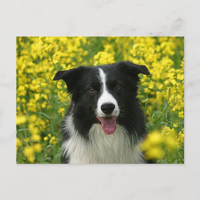 Border Collie Hunde Portrait Postkarte Postcard (Front)
