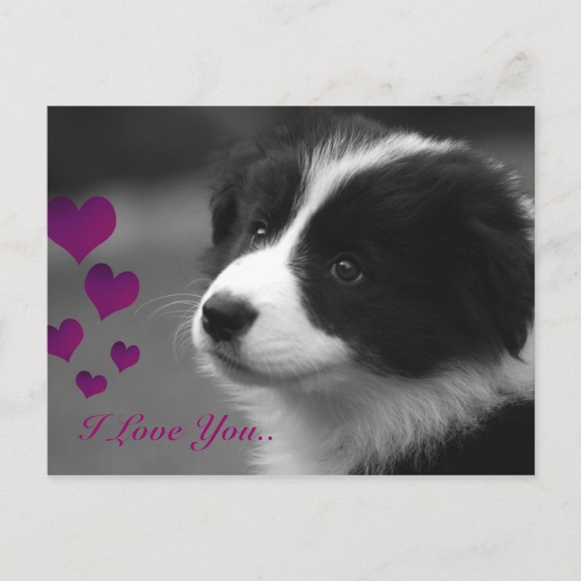 Border Collie, I Love You Postcard (Front)