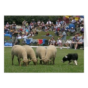 Border Collie in Action