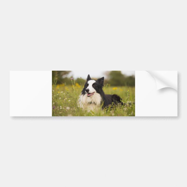 border collie in wildflowers bumper sticker (Front)