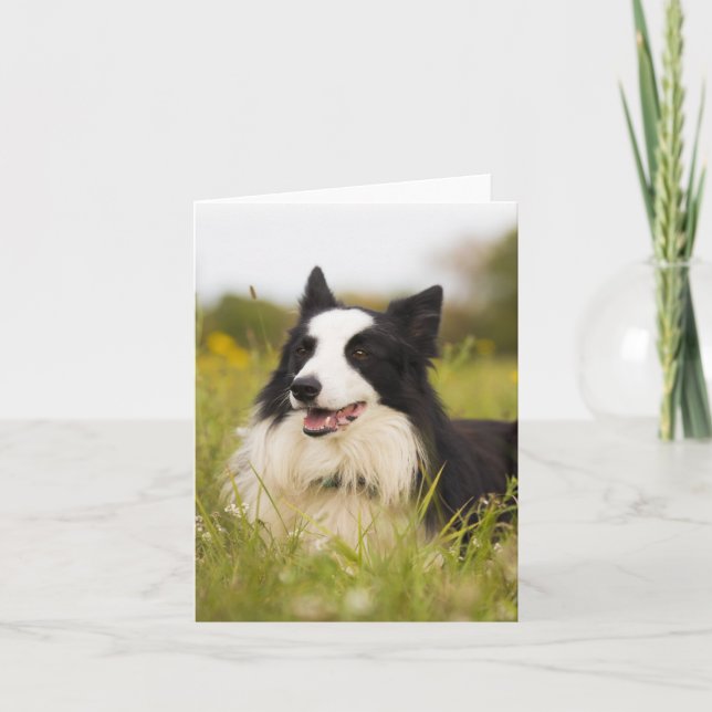 border collie in wildflowers card (Front)