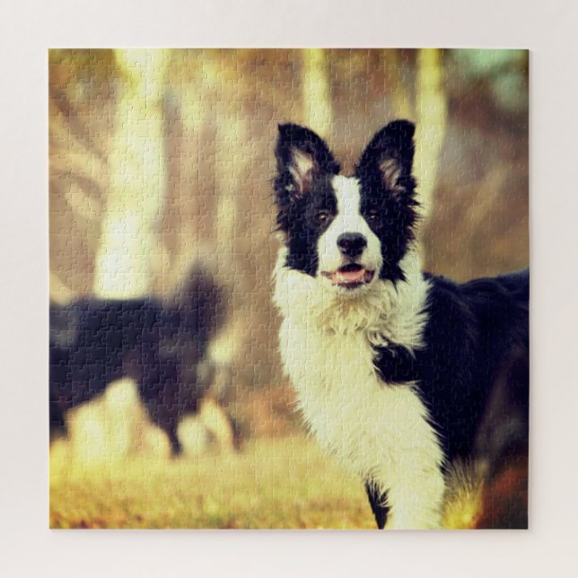 Border Collie Jigsaw Puzzle (Vertical)