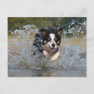Border Collie jumping in water Postcard