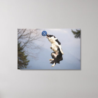 Border Collie just before catching the ball high Canvas Print