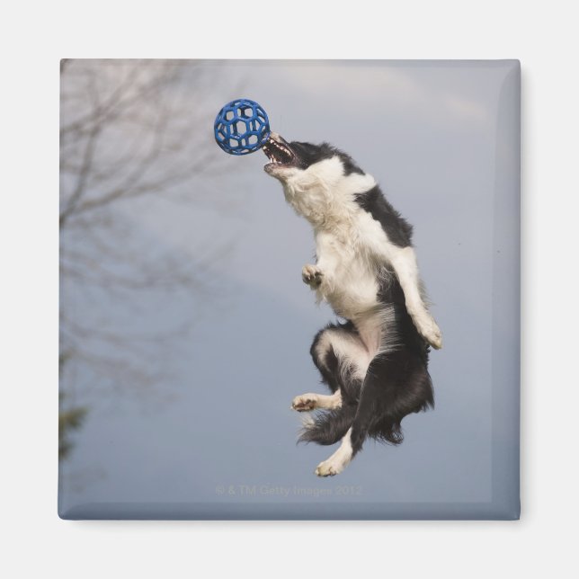 Border Collie just before catching the ball high Magnet (Front)