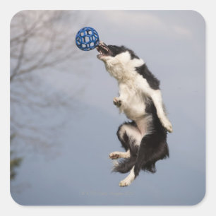 Border Collie just before catching the ball high Square Sticker